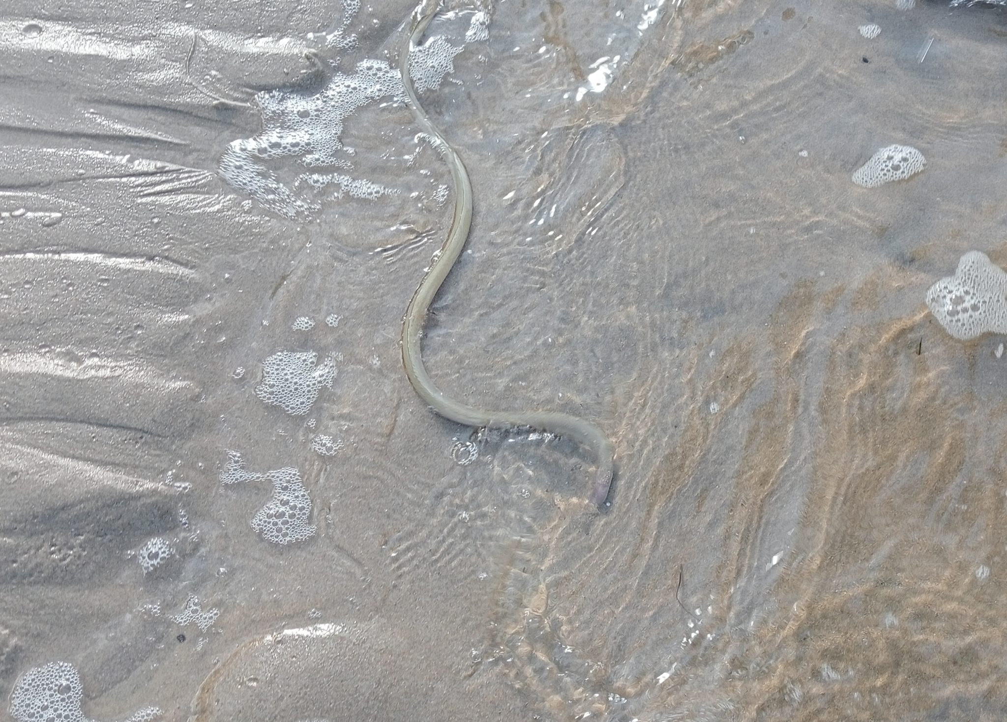 cobra-do-mar, coloru de mari, culebra de mar, dikenli yılanbalığı, eel, fidochelo, giant snake eel, gjarperi i detit, gjarpri i detit, hadař hadovitý, h'nach, sandslangetjie, sand snake-eel, serpent de mer, serpent eel, snake eel
