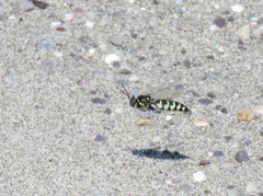 Stictia