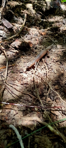 Cope's Climbing Salamander, Bolitoglossa morio