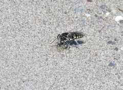 Stictia