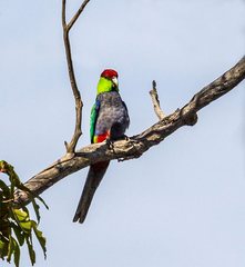 Purpureicephalus spurius