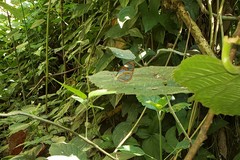 Ithomia agnosia