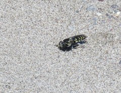 Stictia