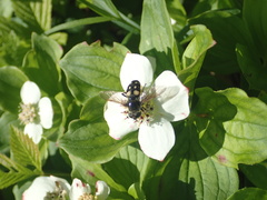 Sericomyia lata