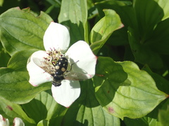 Sericomyia lata