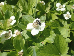 Sericomyia lata