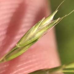 Sphenopholis pensylvanica