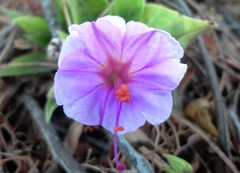 Mirabilis jalapa
