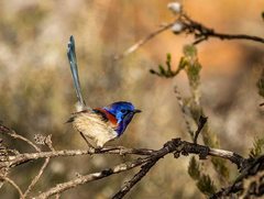 Malurus pulcherrimus