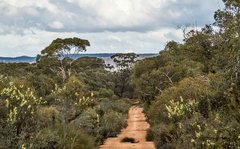 Malurus pulcherrimus