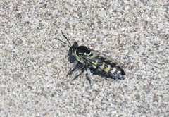 Stictia