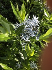 Amsonia tabernaemontana
