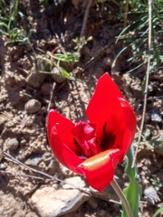 Tulipa