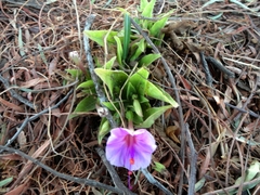 Mirabilis jalapa