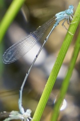 Enallagma daeckii
