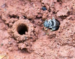Lasioglossum calophyllae