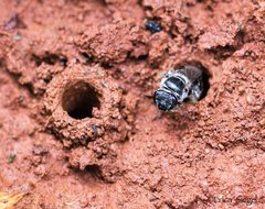 Lasioglossum calophyllae