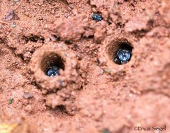 Lasioglossum calophyllae