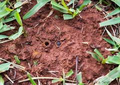 Lasioglossum calophyllae