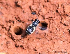 Lasioglossum calophyllae