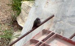 Cynanthus latirostris