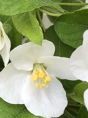 Philadelphus coronarius