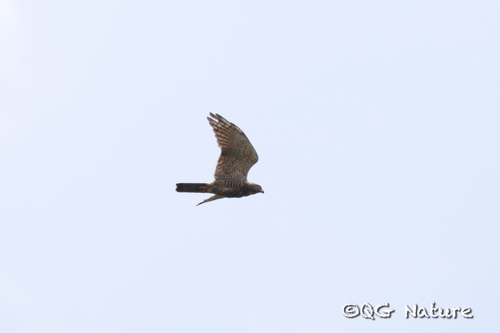 Gray-faced Buzzard
