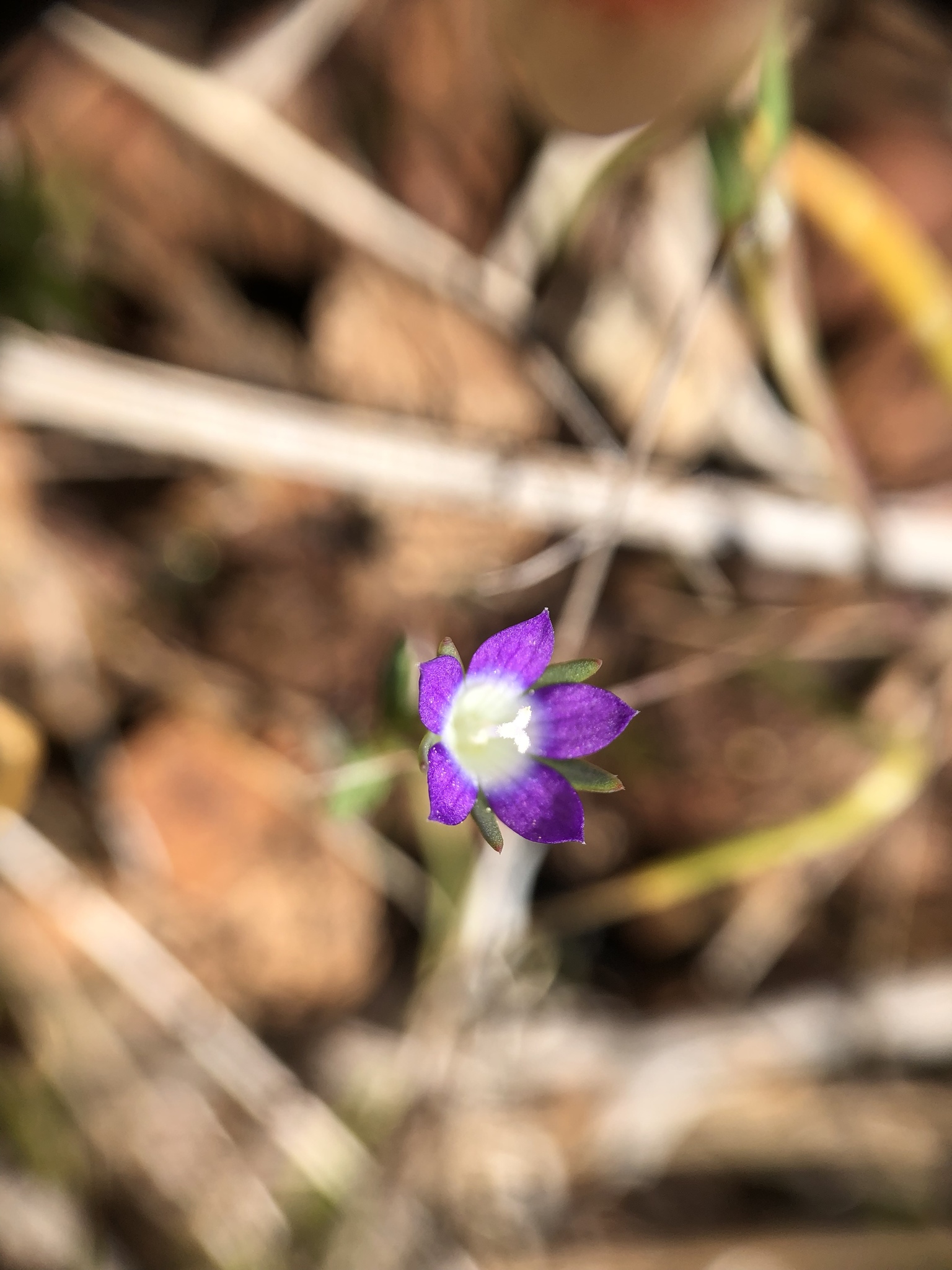 Githopsis pulchella ssp. serpentinicola