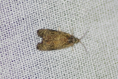 Olethreutes furfuranum