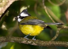 Falcunculus frontatus