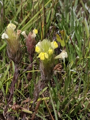 Castilleja rubicundula lithospermoides