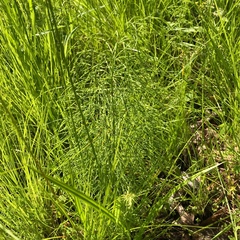 Equisetum sylvaticum