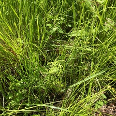 Equisetum sylvaticum