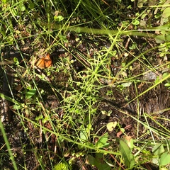 Equisetum sylvaticum