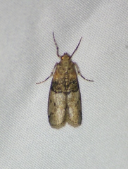 Sciota vetustella
