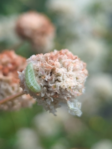 Buckwheat Blue photo 3
