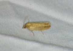 Eucosma umbrastriana