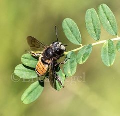 Megachile mystacea