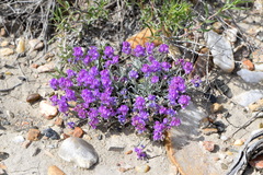 Astragalus spatulatus