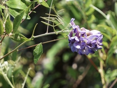 Wisteria frutescens