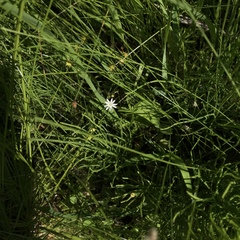 Stellaria longifolia