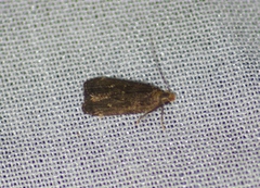 Dichomeris setosella