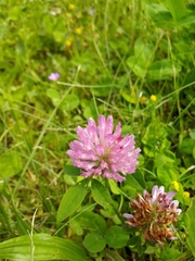 Trifolium pratense