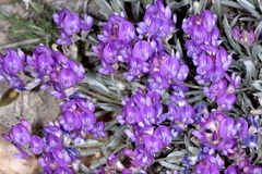 Astragalus spatulatus