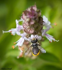 Pseudoanthidium repetitum