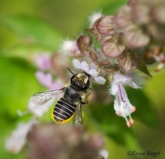 Pseudoanthidium repetitum