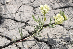 Astragalus pectinatus