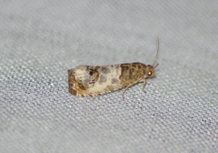 Notocelia rosaecolana