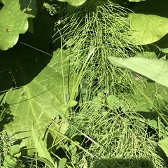 Equisetum sylvaticum