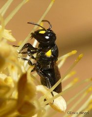 Hylaeus honestus